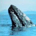 Gray Whales 