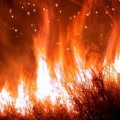 Nine Federal Agencies Collaborate to Fight America's Wildfires 