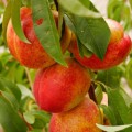 Making Peach Jam 