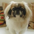 Hong Kong Feng Shui Master Predicts Pets' Fortunes 