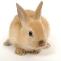 Raising Rabbits Offers a Big Return From a Small Investment