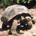 The Galapagos Islands Are Added to UNESCO's Endangered List