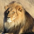 VI - La Mucca, la Capra e la Pecora in società col Leone