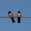 VIII - La Rondine e gli Uccellini
