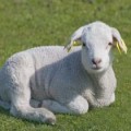 X - Il Lupo e l'Agnello