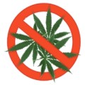 la consommation de cannabis en France