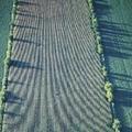 Building a Windbreak to Protect Crops