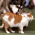 #14 Danilo & Rita – Cats and Dogs