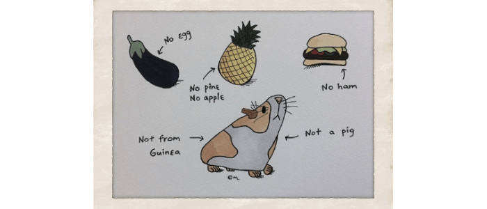 guinea pig drawing