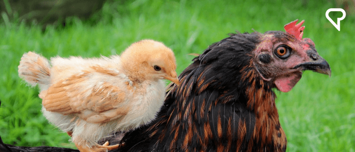 Spanish Tongue Twisters