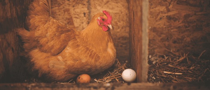 gallina
