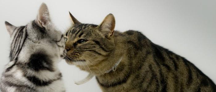 Italian Sayings that Will Help You Sound Like a Native Speaker