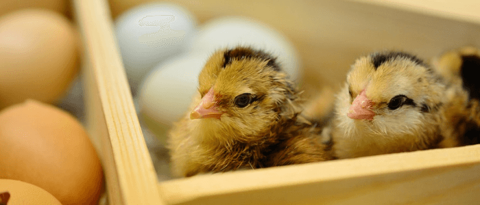 9 Funny Chinese Proverbs