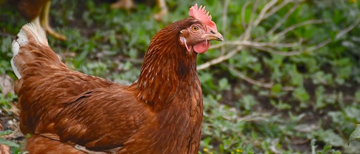 Russian Idioms for Beginners