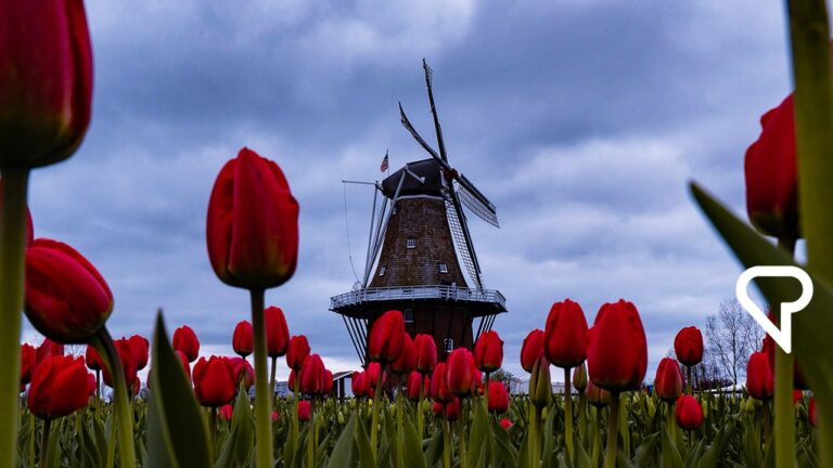 Essential Dutch Phrases for Beginners