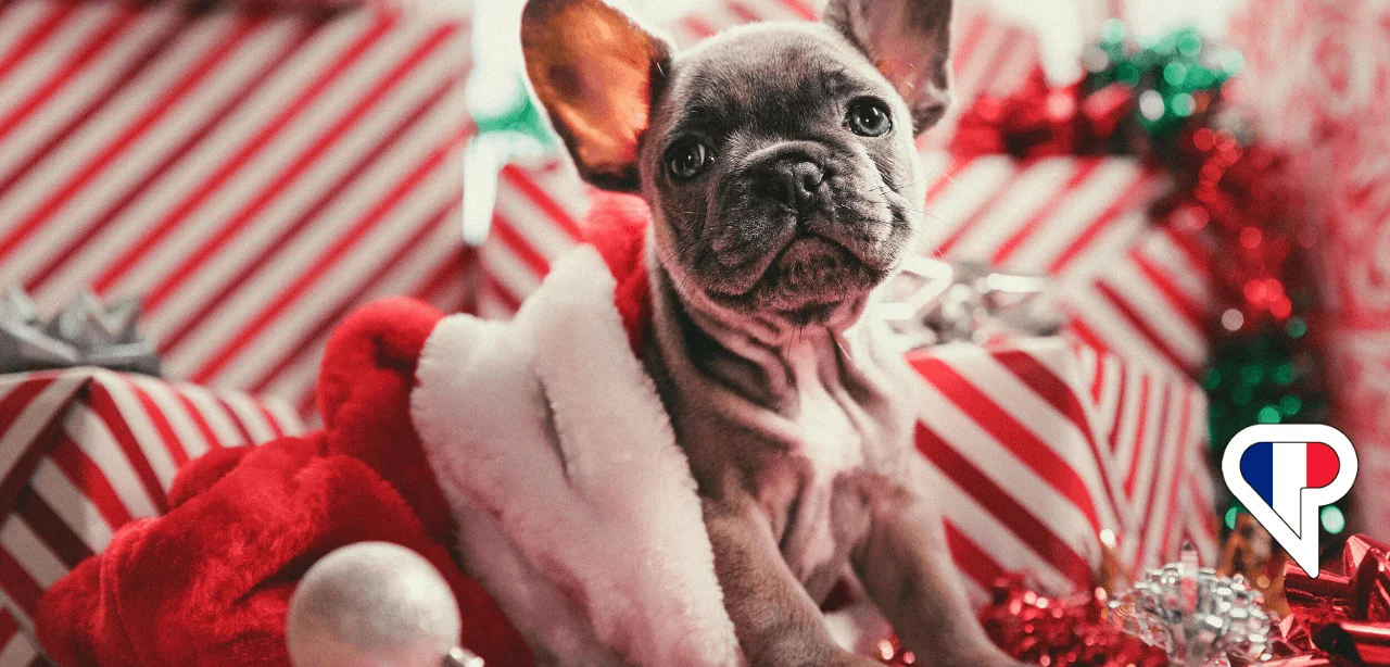 Merry Christmas in French: How To Celebrate Noël à la Française